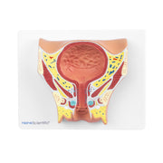 HeineScientific Female Bladder Model with Base