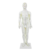 HeineScientific Male Acupuncture Model 60cm