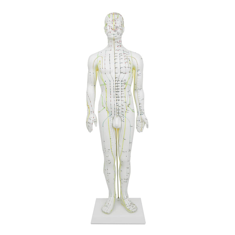 HeineScientific Male Acupuncture Model 60cm