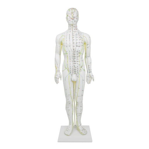 HeineScientific Male Acupuncture Model 60cm
