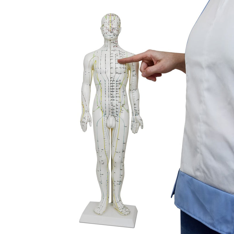 HeineScientific Male Acupuncture Model 60cm