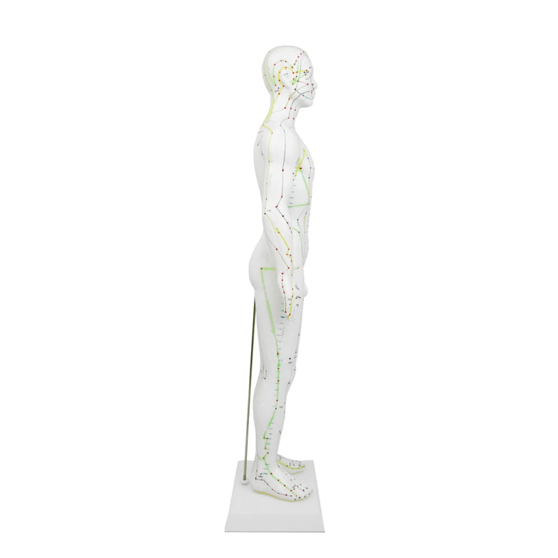 HeineScientific Male Acupuncture Model 60cm