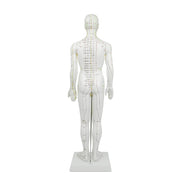HeineScientific Male Acupuncture Model 60cm