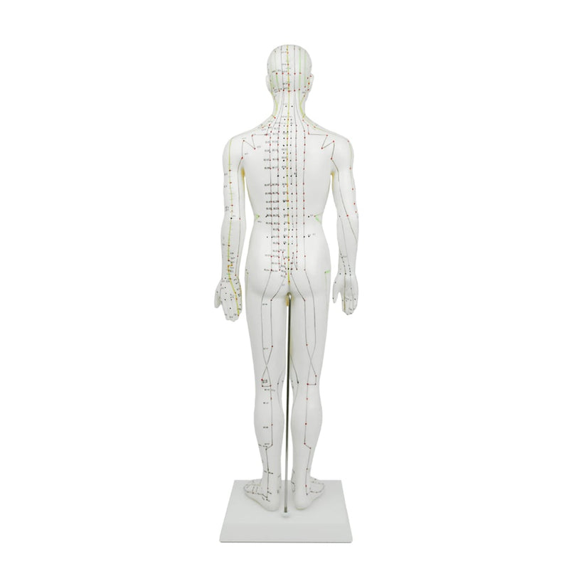 HeineScientific Male Acupuncture Model 60cm