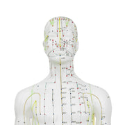 HeineScientific Male Acupuncture Model 60cm