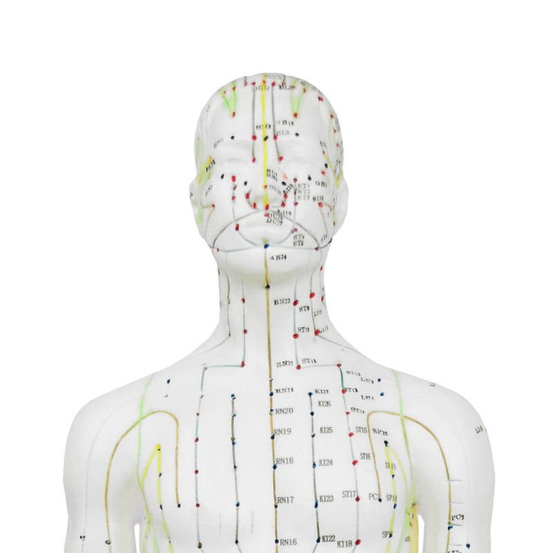 HeineScientific Male Acupuncture Model 60cm