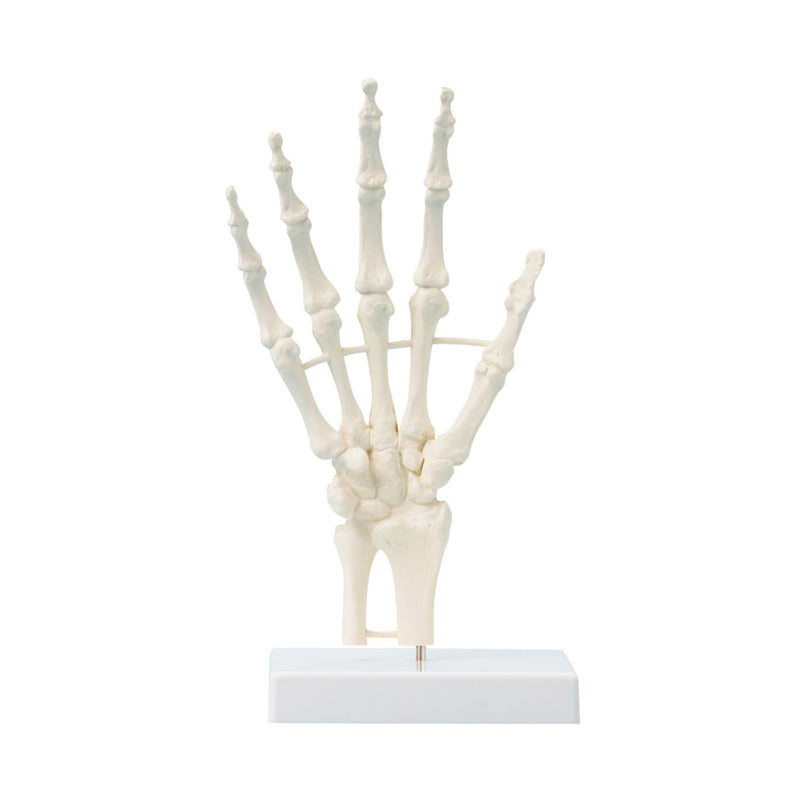Erler-Zimmer 6040 Hand Skeleton Model