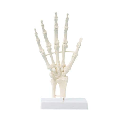 Erler-Zimmer 6040 Hand Skeleton Model