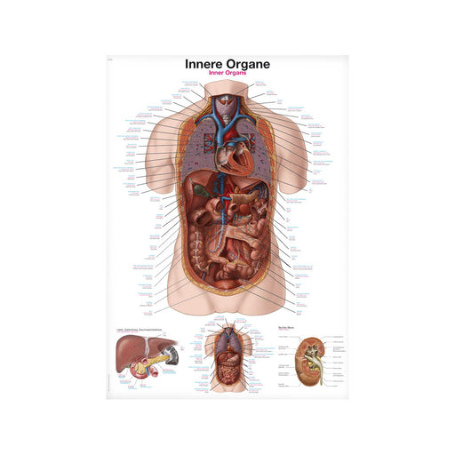 Erler-Zimmer AL163 Inner Organs Wall Chart