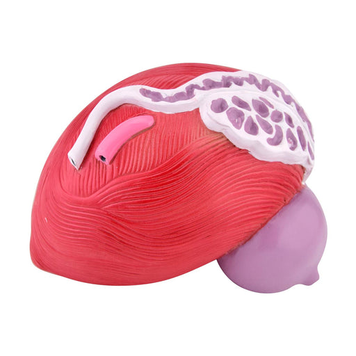 HeineScientific Male Bladder Model