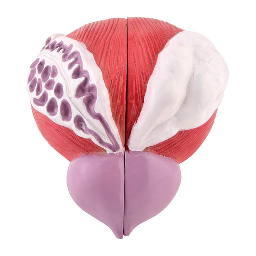 HeineScientific Male Bladder Model