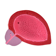 HeineScientific Male Bladder Model