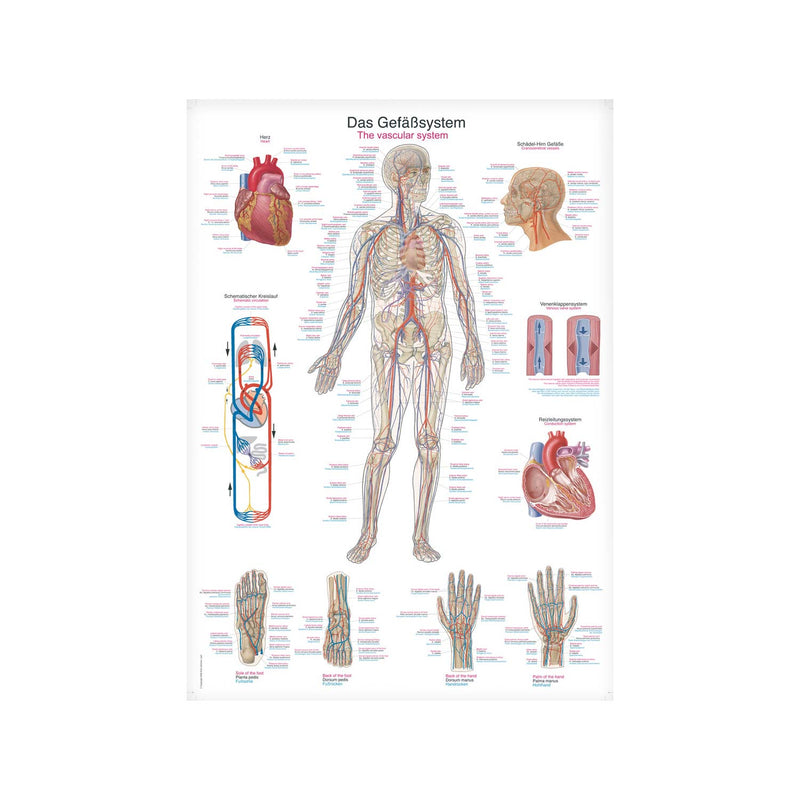 Erler-Zimmer AL106 Vascular System Wall Chart