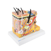 HeineScientific Skin Model Block Structure