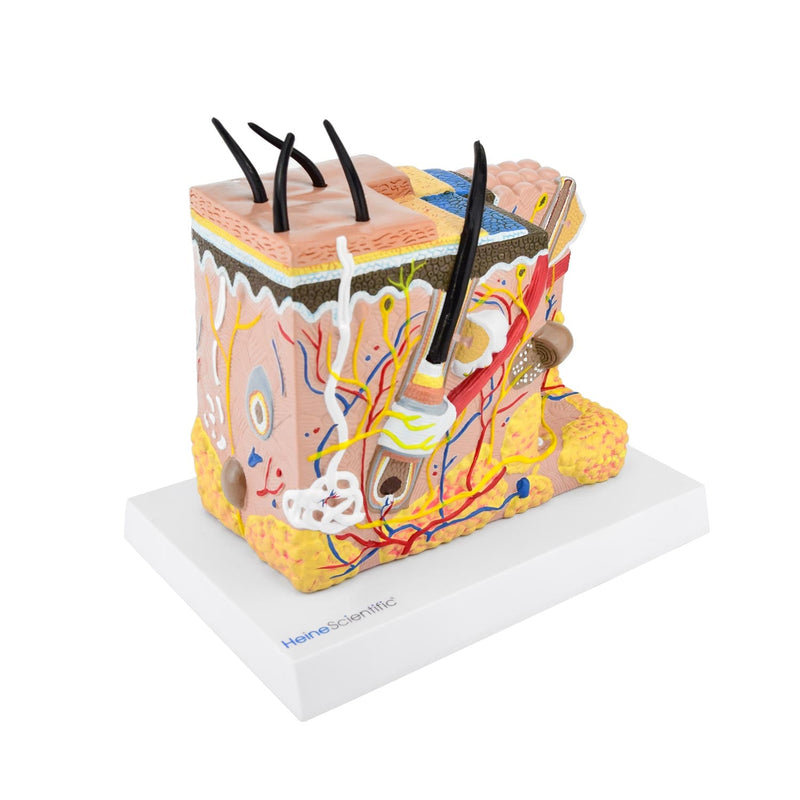HeineScientific Skin Model Block Structure