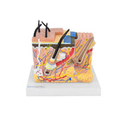 HeineScientific Skin Model Block Structure