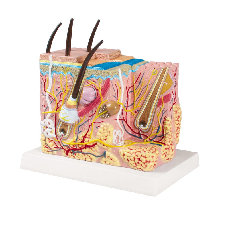 Erler-Zimmer Skin Block Model 50x Magnification