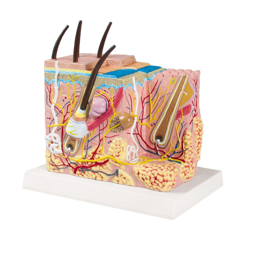 Erler-Zimmer Skin Block Model 50x Magnification