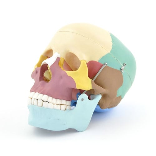 HeineScientific Coloured Skull Model PVC Anatomical Model