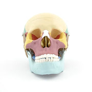 HeineScientific Coloured Skull Model PVC Anatomical Model