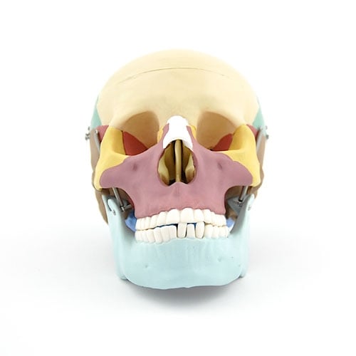 HeineScientific Coloured Skull Model PVC Anatomical Model