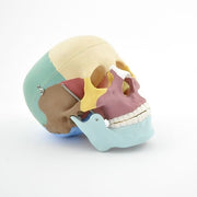 HeineScientific Coloured Skull Model PVC Anatomical Model