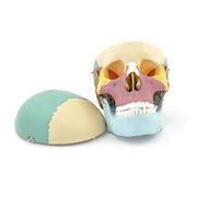 HeineScientific Coloured Skull Model PVC Anatomical Model