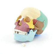 HeineScientific Coloured Skull Model PVC Anatomical Model
