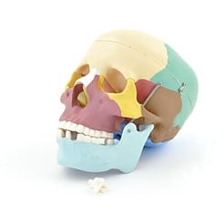 HeineScientific Coloured Skull Model PVC Anatomical Model