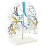 HeineScientific Transparent Lung Model with Bronchial Tree