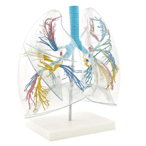 HeineScientific Transparent Lung Model with Bronchial Tree