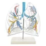 HeineScientific Transparent Lung Model with Bronchial Tree