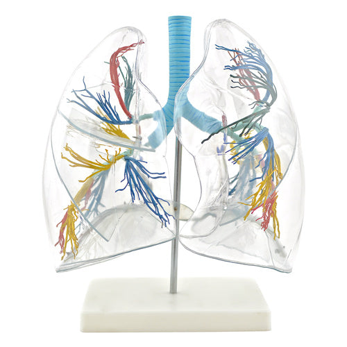HeineScientific Transparent Lung Model with Bronchial Tree