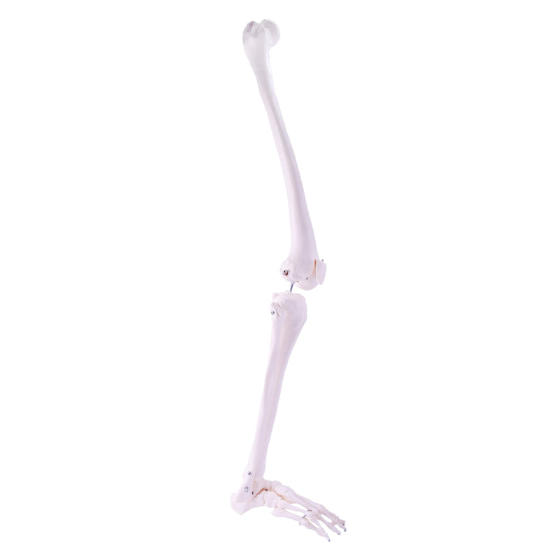 HeineScientific Leg Skeleton Anatomical Model Life-Size