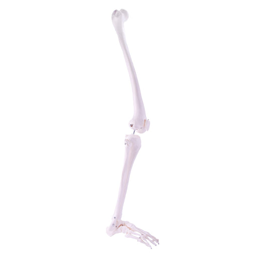 HeineScientific Leg Skeleton Anatomical Model Life-Size