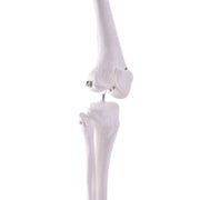 HeineScientific Leg Skeleton Anatomical Model Life-Size
