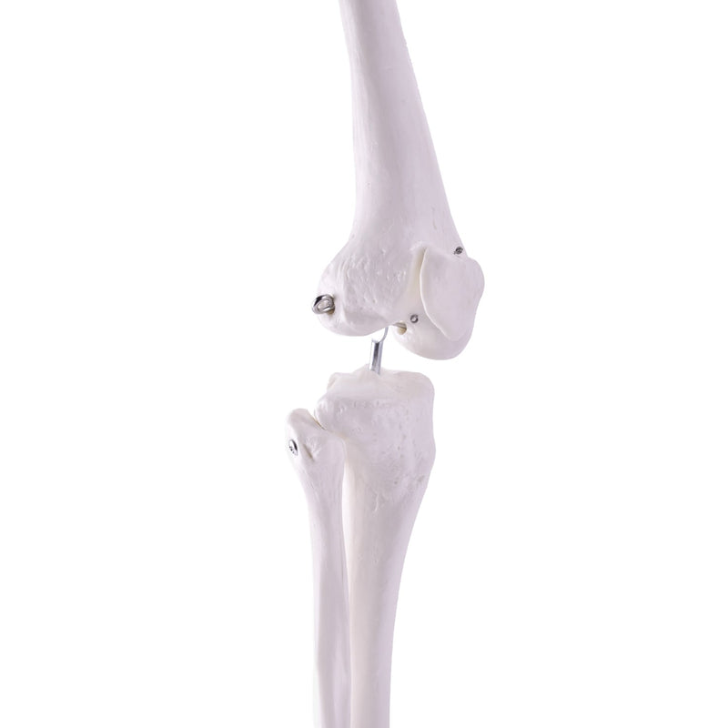 HeineScientific Leg Skeleton Anatomical Model Life-Size
