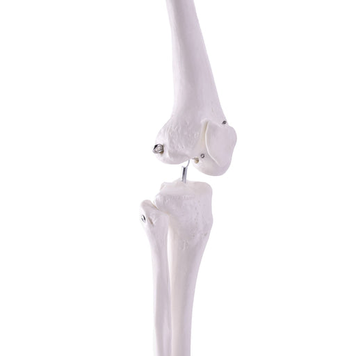 HeineScientific Leg Skeleton Anatomical Model Life-Size
