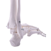 HeineScientific Leg Skeleton Anatomical Model Life-Size