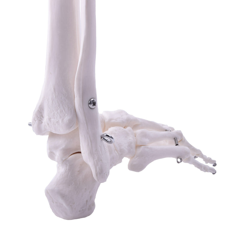 HeineScientific Leg Skeleton Anatomical Model Life-Size