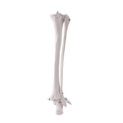 HeineScientific Leg Skeleton Anatomical Model Life-Size