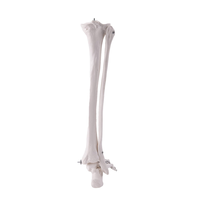 HeineScientific Leg Skeleton Anatomical Model Life-Size