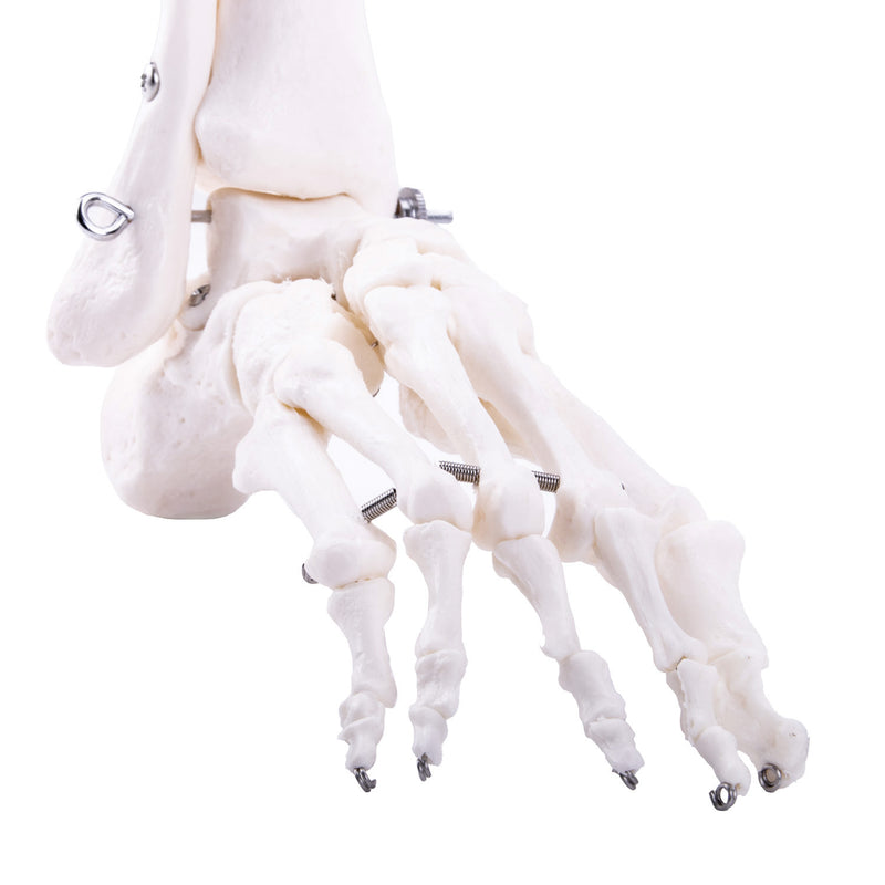 HeineScientific Leg Skeleton Anatomical Model Life-Size