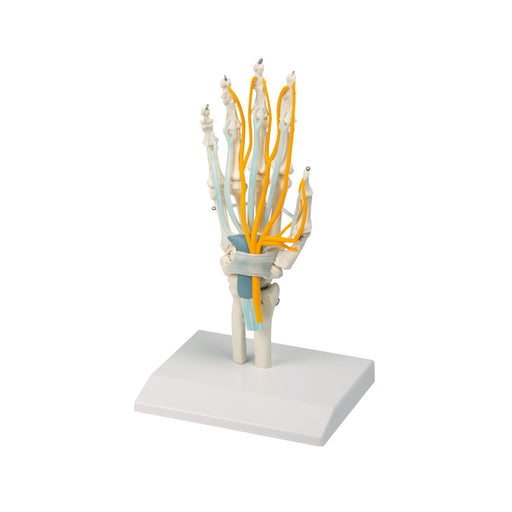 Erler-Zimmer Hand Model with Tendons, Nerves and Carpal Tunnel