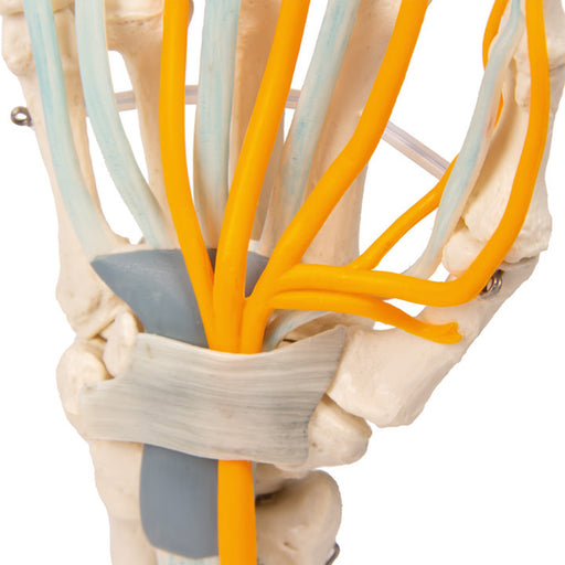 Erler-Zimmer Hand Model with Tendons, Nerves and Carpal Tunnel
