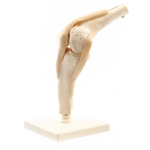 HeineScientific Human Knee Model with Movable Joint