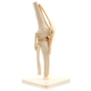 HeineScientific Human Knee Model with Movable Joint