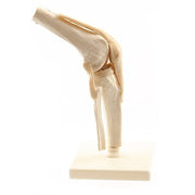 HeineScientific Human Knee Model with Movable Joint
