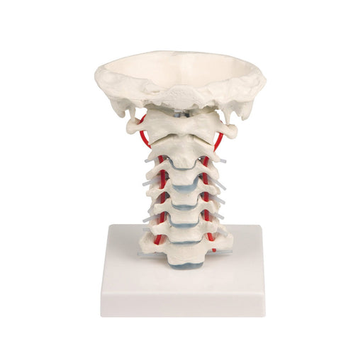 Erler-Zimmer Cervical Vertebra with Stand
