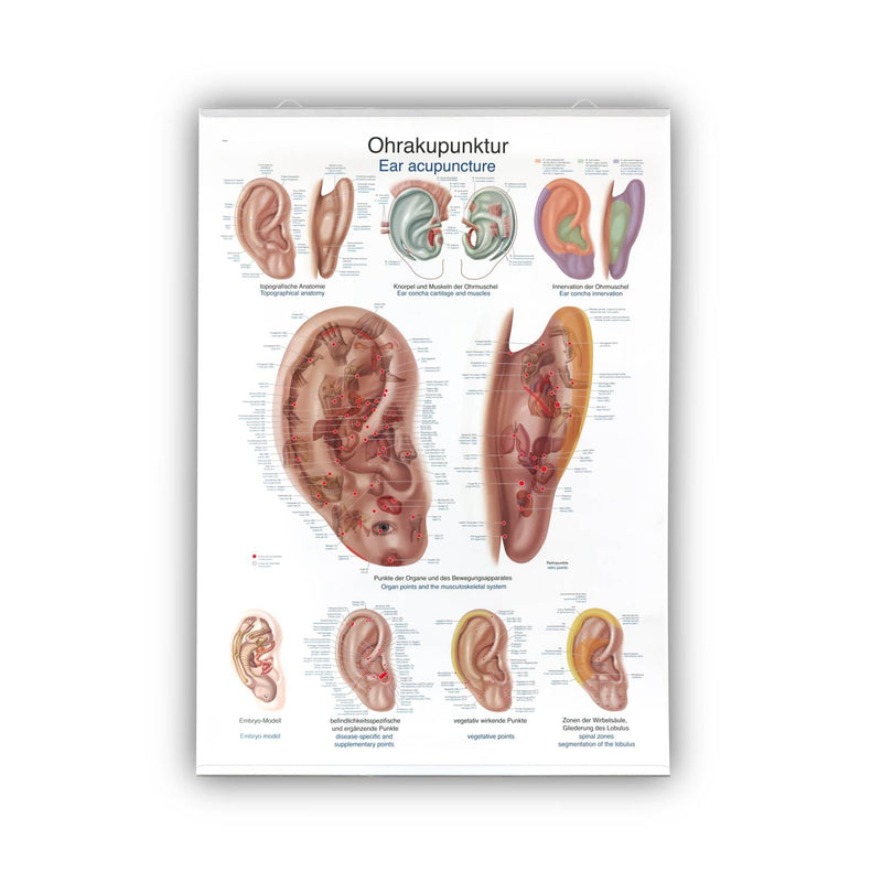 Erler-Zimmer Ear Acupuncture Wall Chart 50x70 cm